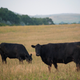 Is it ever okay to eat meat?